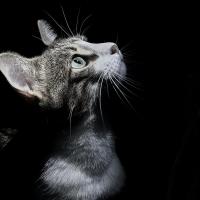 Photographie animalière à Dax